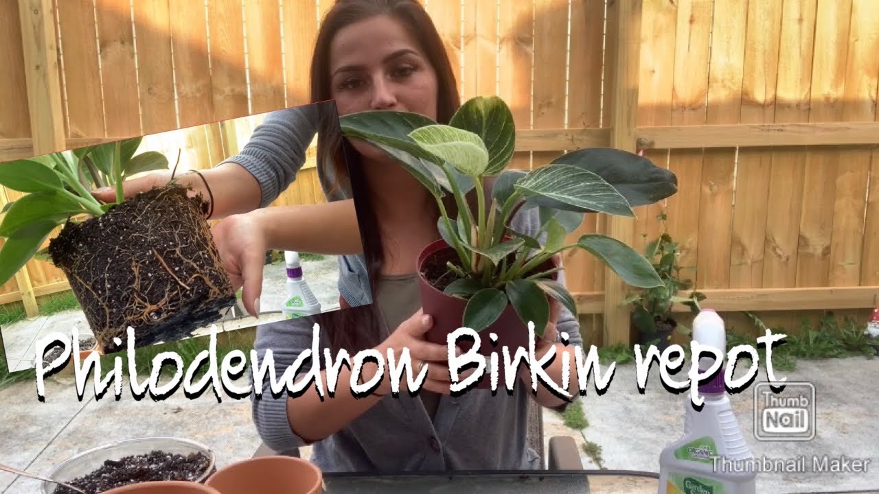 How to Repot Birkin