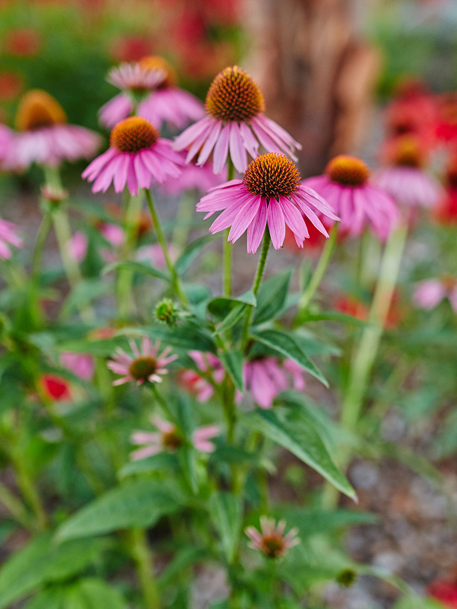 How to Repot Coneflower from Cuttings