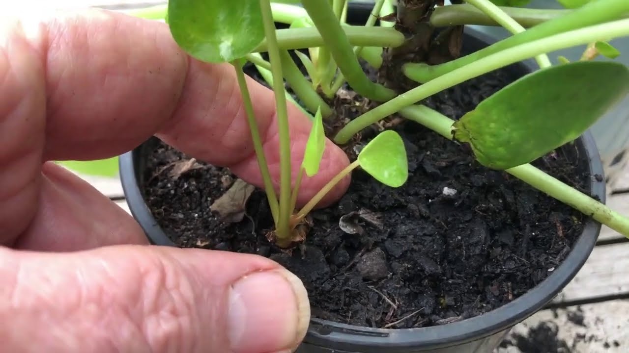 How to Repot Pilea Pups