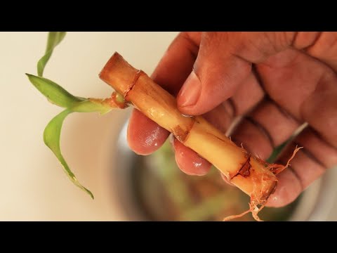 How to Revive a Dying Bamboo Plant