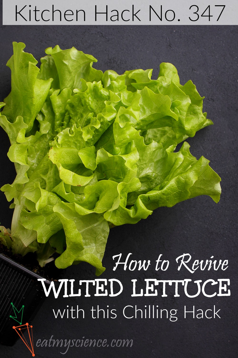 How to Revive Wilted Lettuce Plants