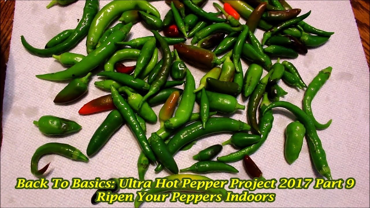 How to Ripen Peppers Indoors