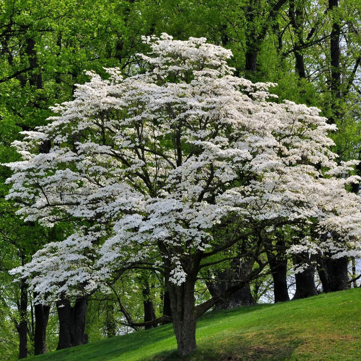 How to Root Dogwood Trees 1500