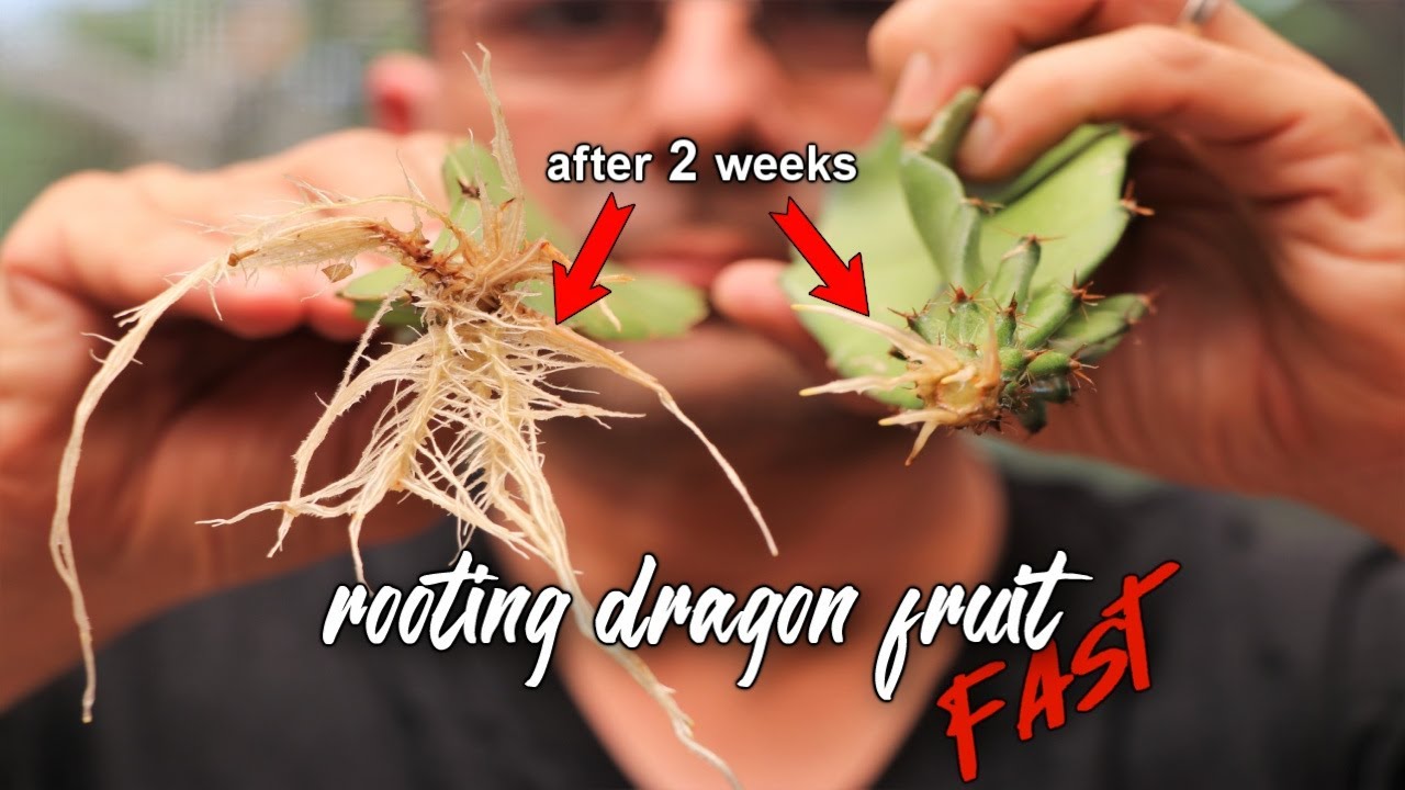 How to Root Dragon Fruit Cuttings