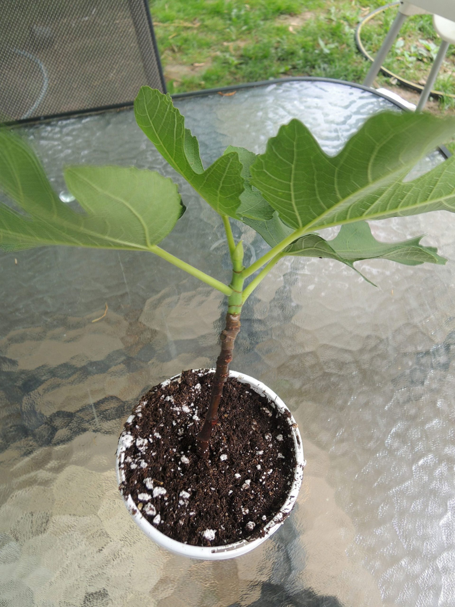 How to Root Fig Trees