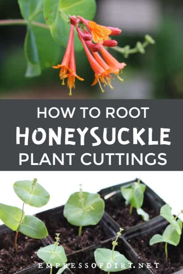 How to Root Honeysuckle Vine