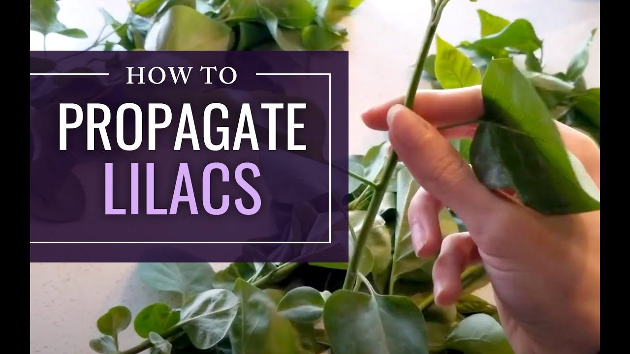 How to Root Lilacs