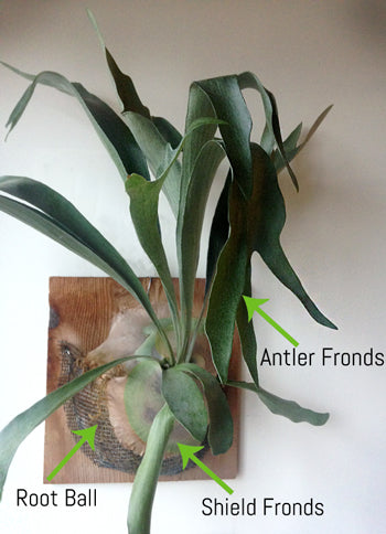 How to Save a Dying Staghorn Fern