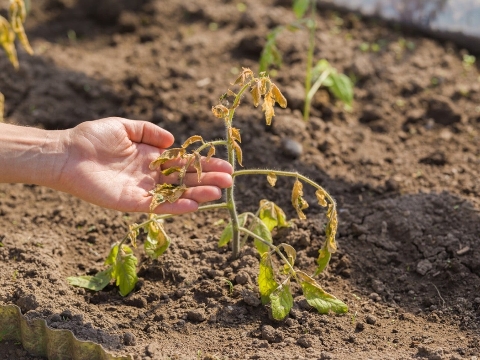 How to Save a Wilting Tomato Plant