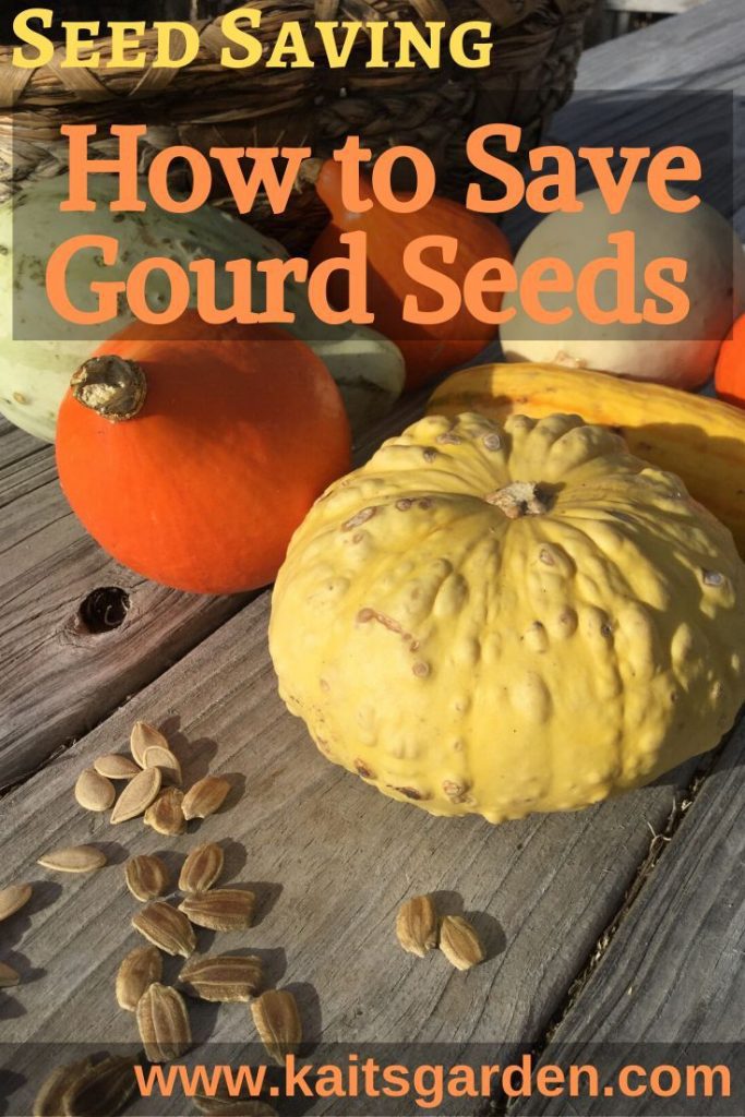 How To Save Gourd Seeds Step By Step Guide 2024