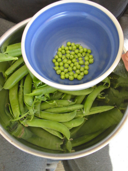 How to Save Pea Seeds for Planting Next Year