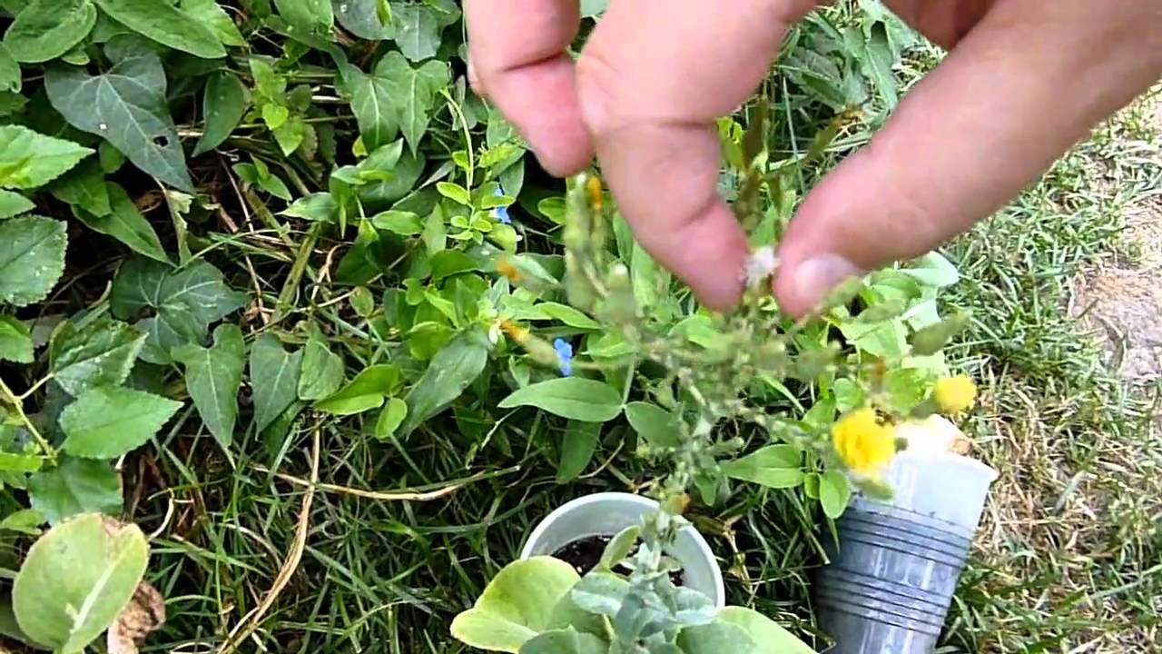 How to Save Seeds from Lettuce