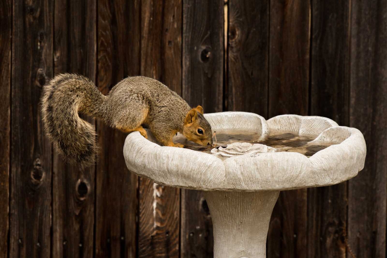 How to Seal a Bird Bath