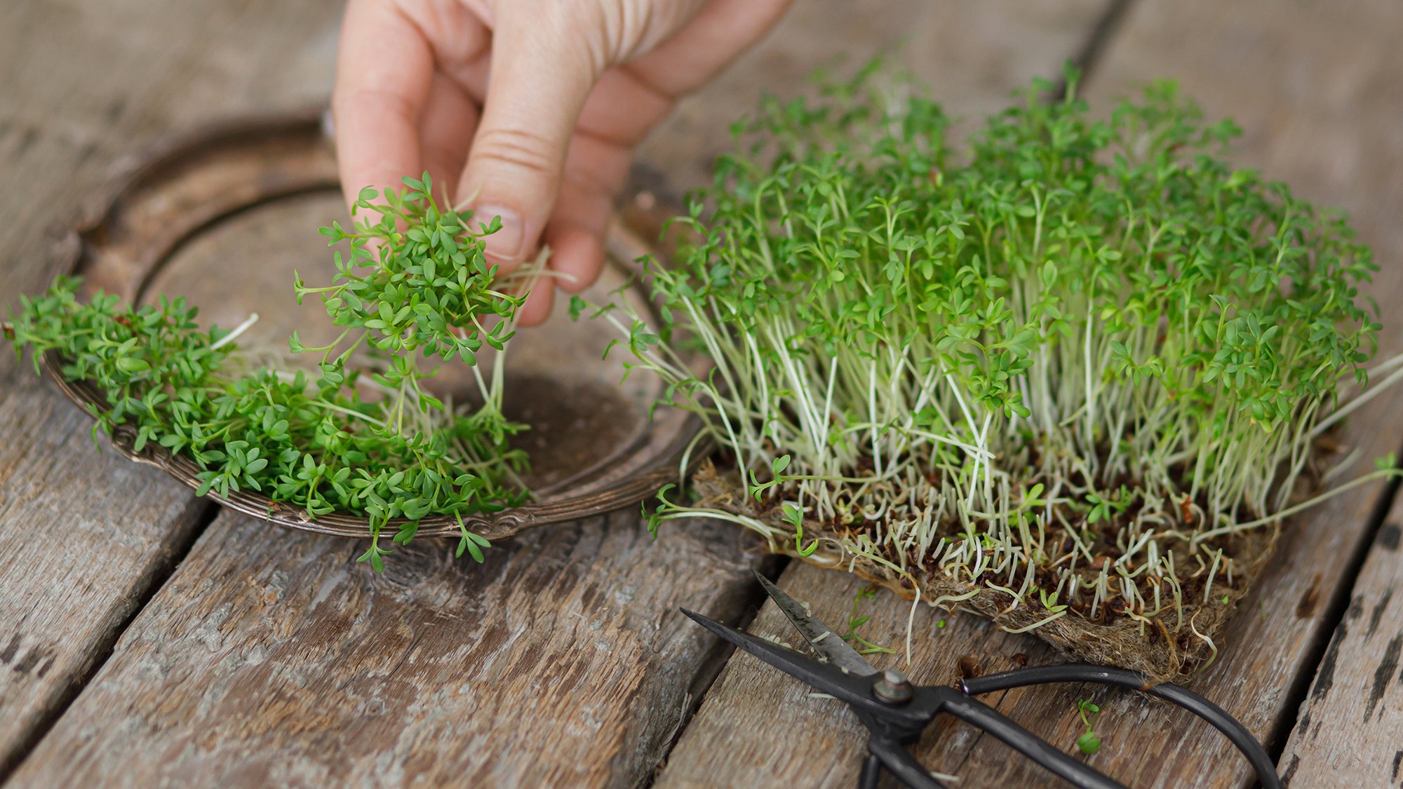 How to Sow Cress