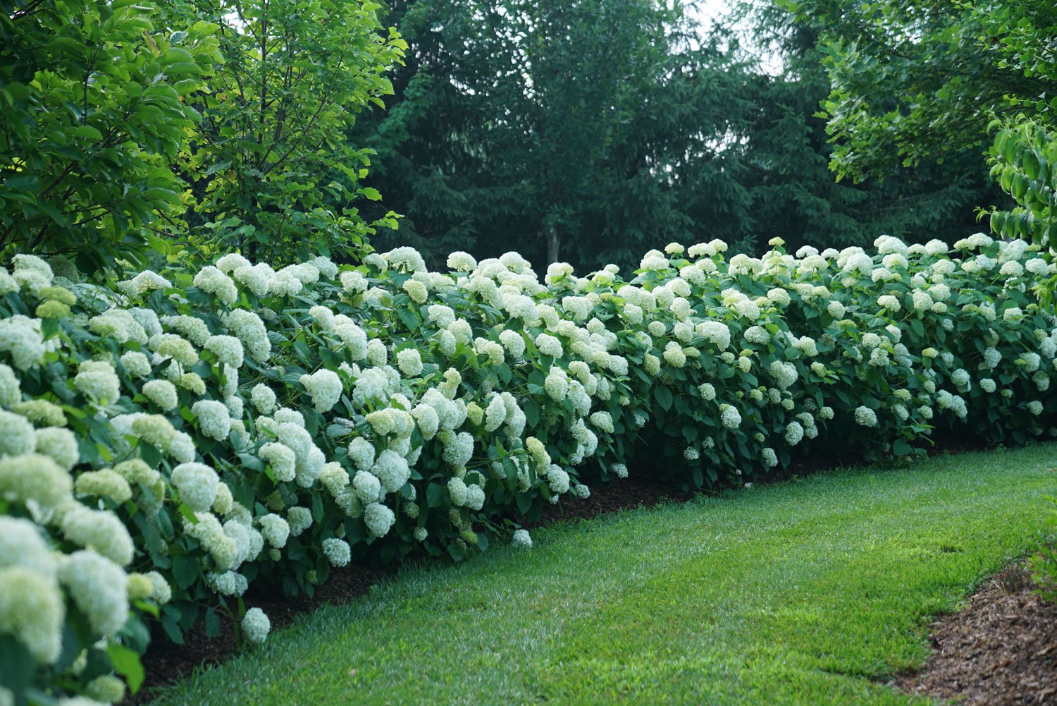 How to Spacing Hydrangeas Plant