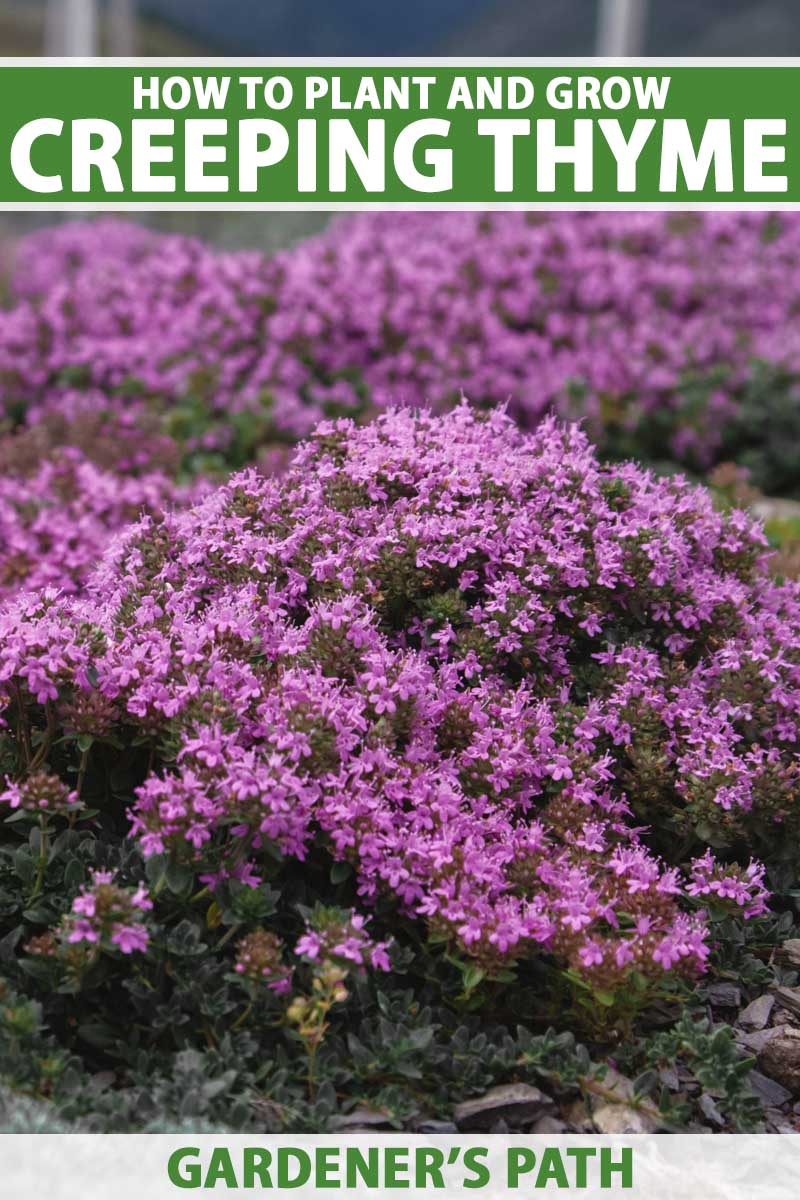 How to Spread Creeping Thyme Seeds