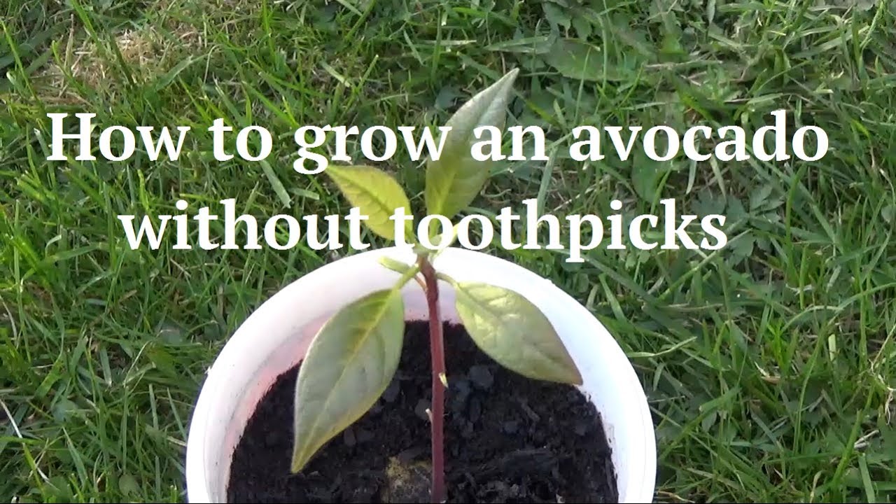 How to Sprout an Avocado Seed Without Toothpicks