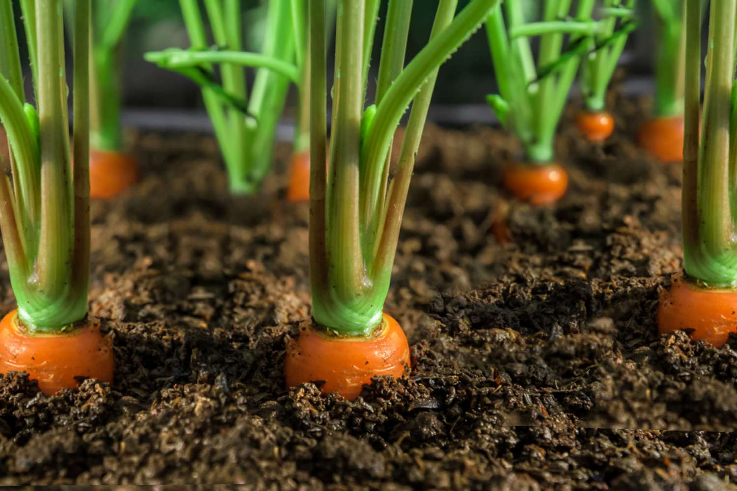 How to Sprout Carrots