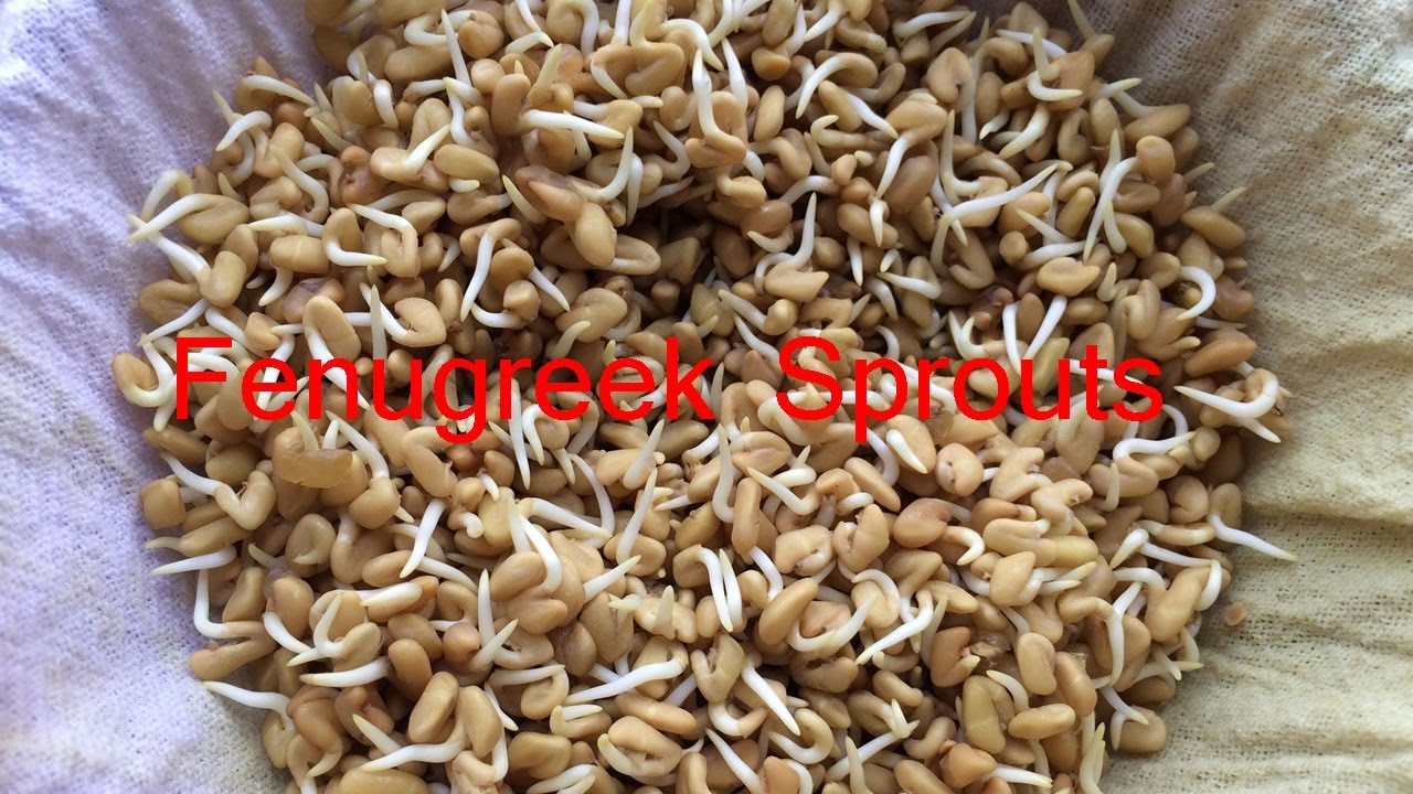 How to Sprout Methi Seeds