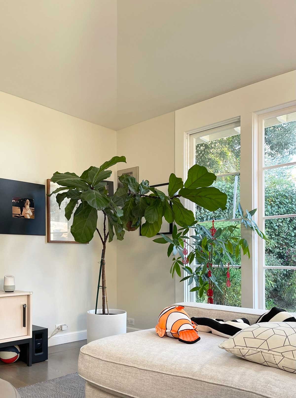 How to Stake a Fiddle Leaf Fig