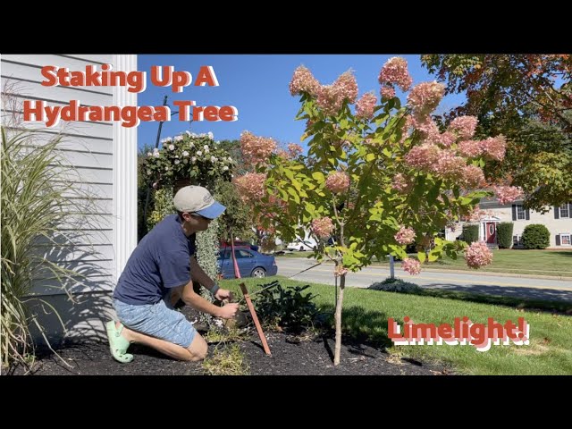 How to Stake a Hydrangea Tree