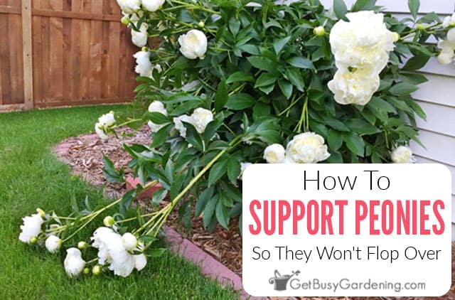 How to Stake Peonies