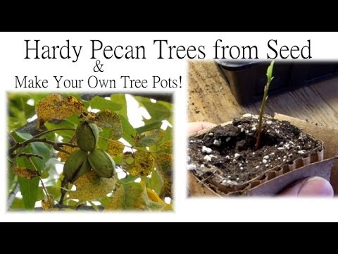 How to Start a Pecan Tree from Seeds