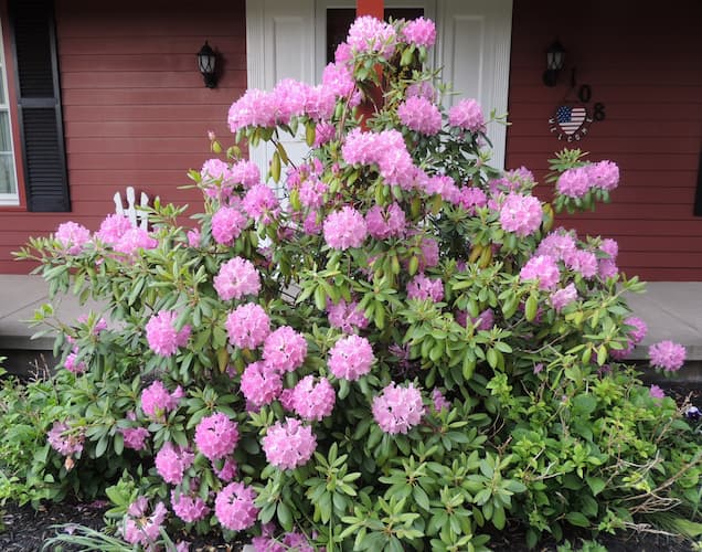 How to Start a Rhododendron Bush