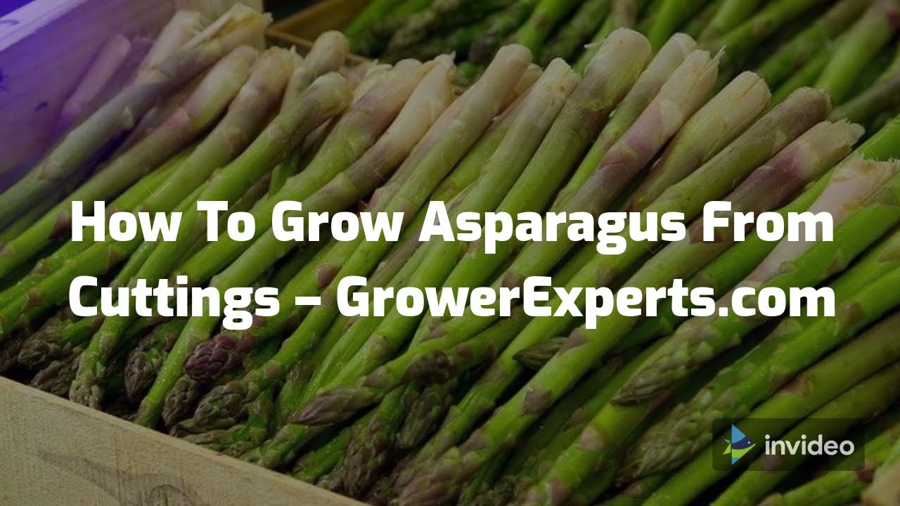 How to Start Asparagus from Scraps