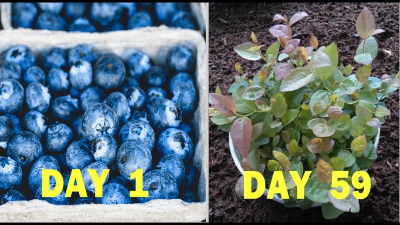 How to Start Blueberries from Seed