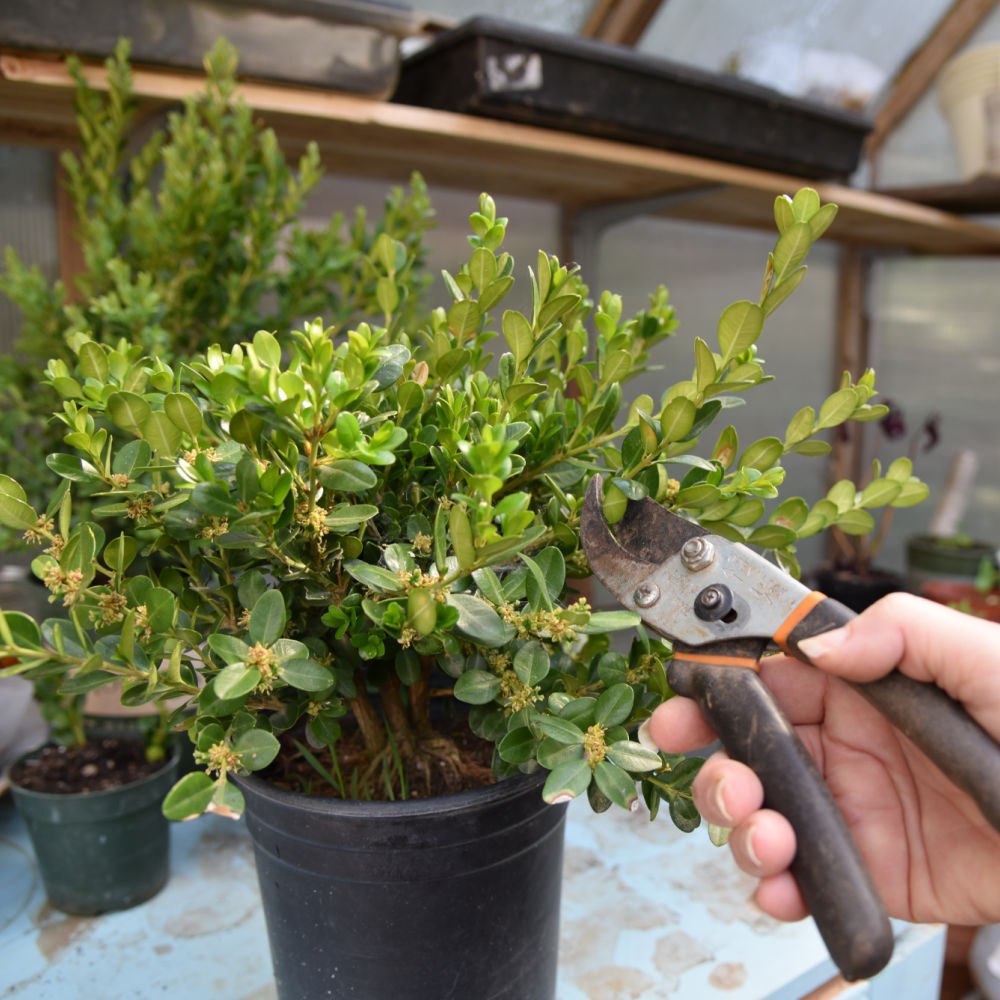 How to Start Boxwood from Cuttings