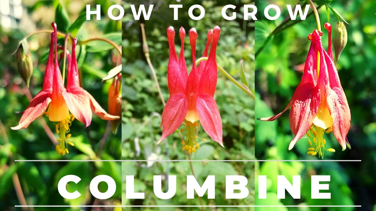 How to Start Columbine Seeds