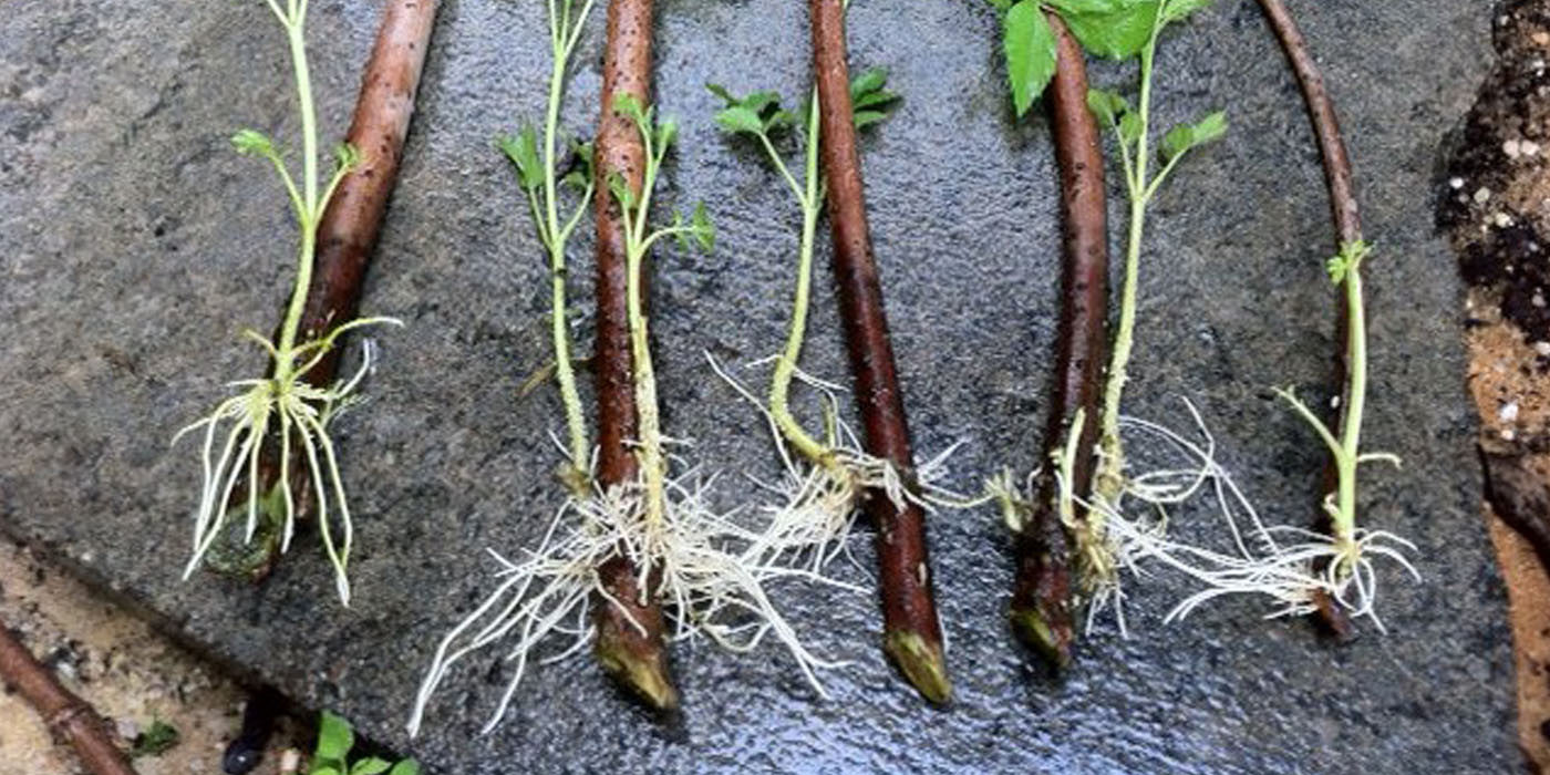 How to Start Elderberry Cuttings