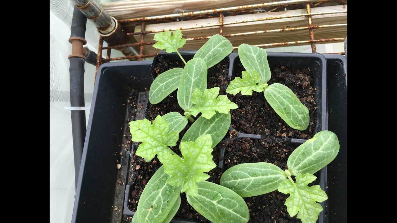 How to Start Luffa Seeds Indoors