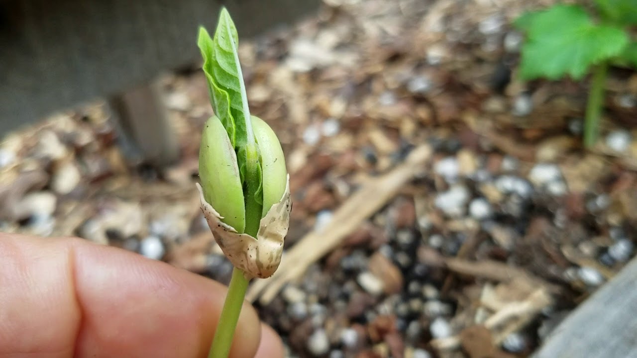 How to Start Pinto Beans Indoors