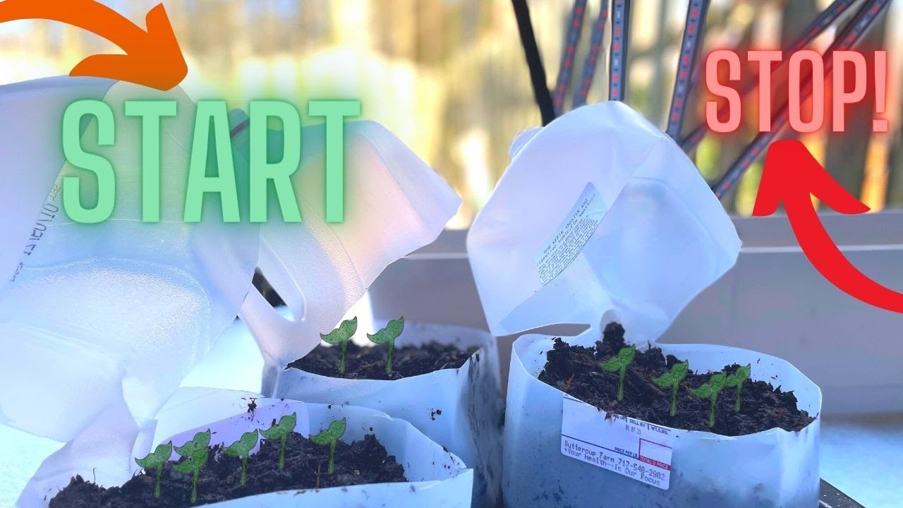 How to Start Seeds in Milk Jugs