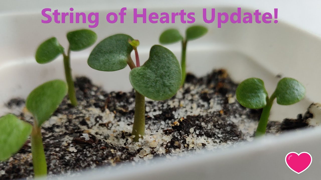 How to Start String of Hearts from Seed