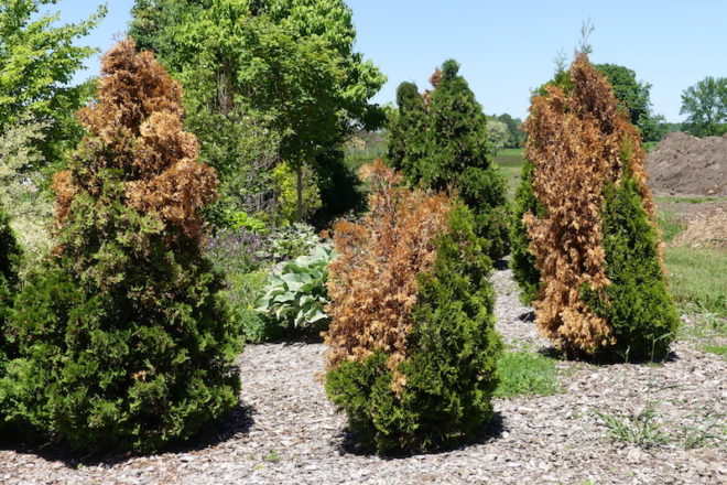 How to Stop Evergreens from Turning Brown