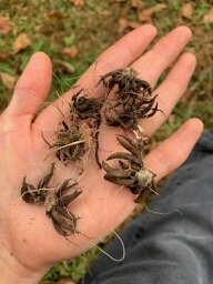 How to Store Ranunculus Corms