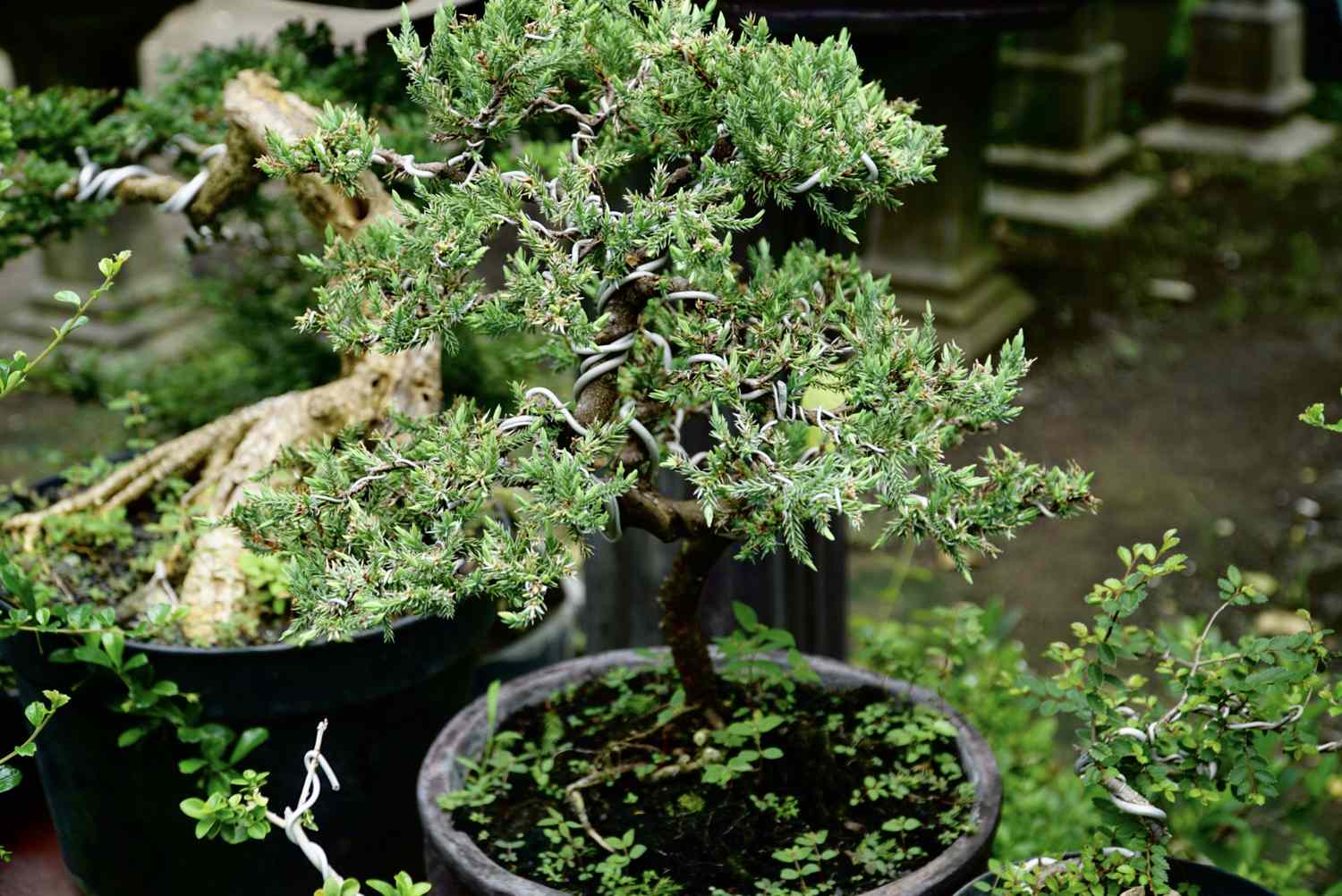 How to Take Care of Juniper Bonsai