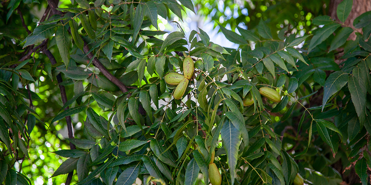 How to Take Care of Old Pecan Trees