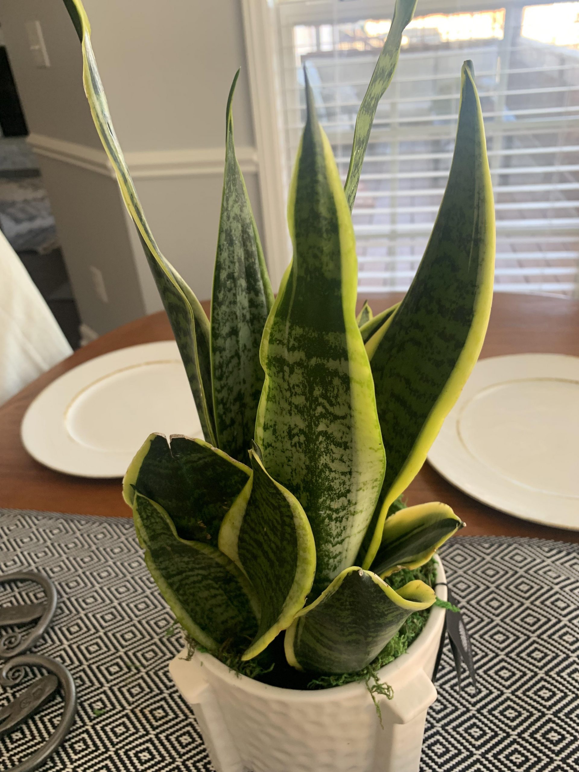 How to Tell If a Snake Plant Needs Water