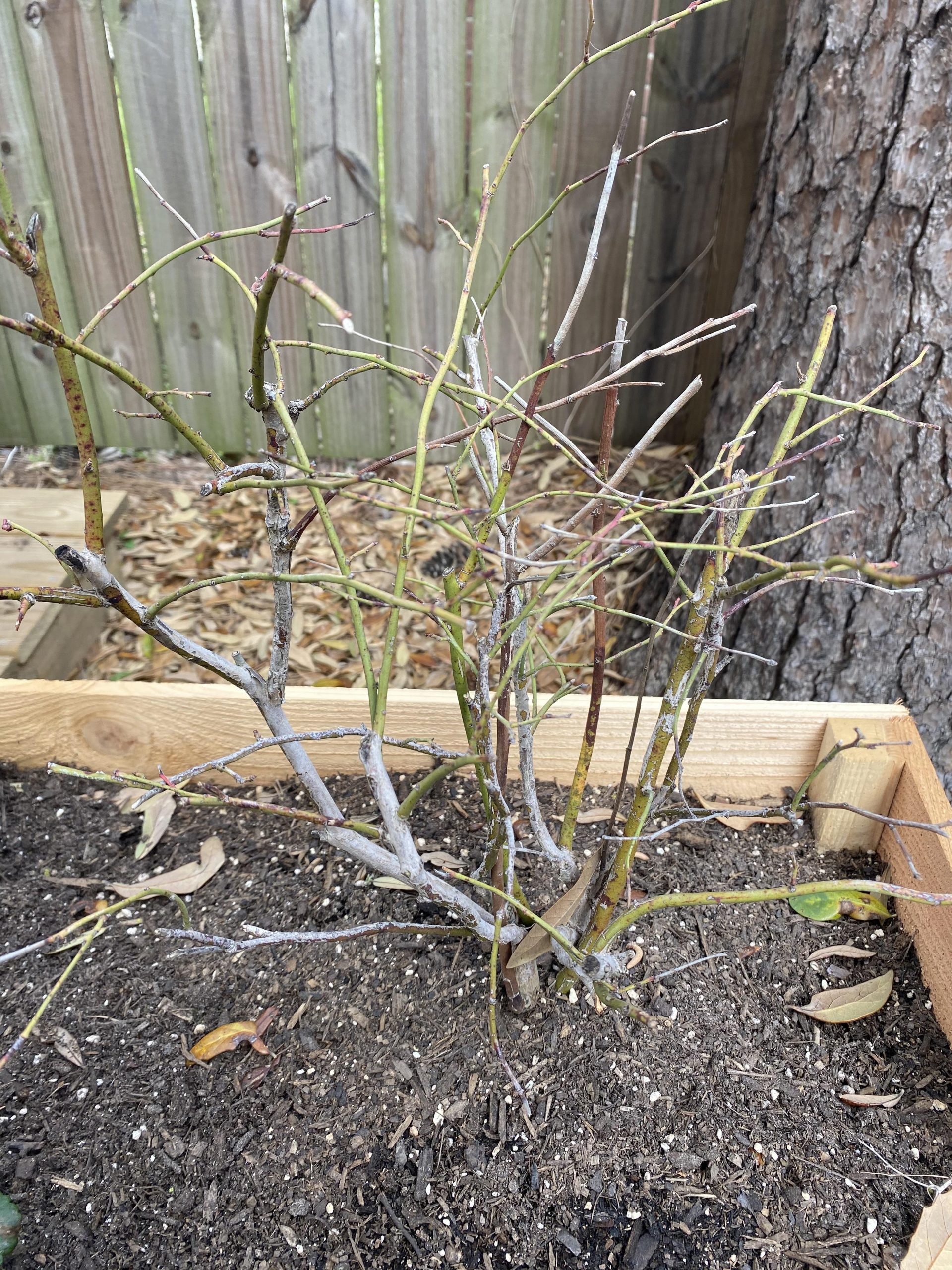 How to Tell If Blueberry Bush is Dead