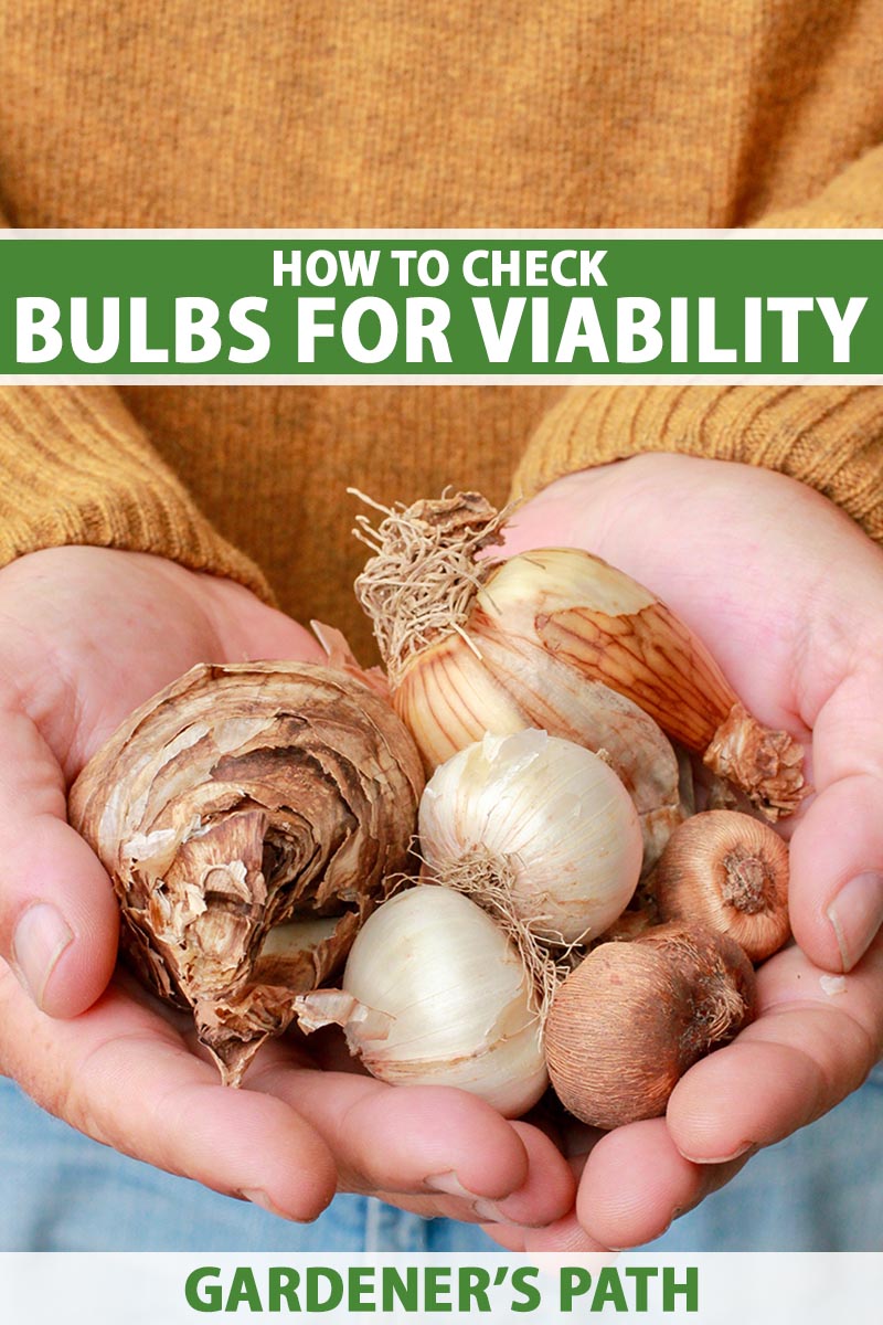 How to Tell If Bulbs are Dead