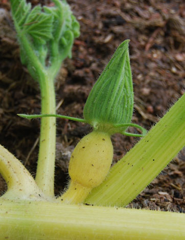 How to Tell If Female Pumpkin Flower is Pollinated
