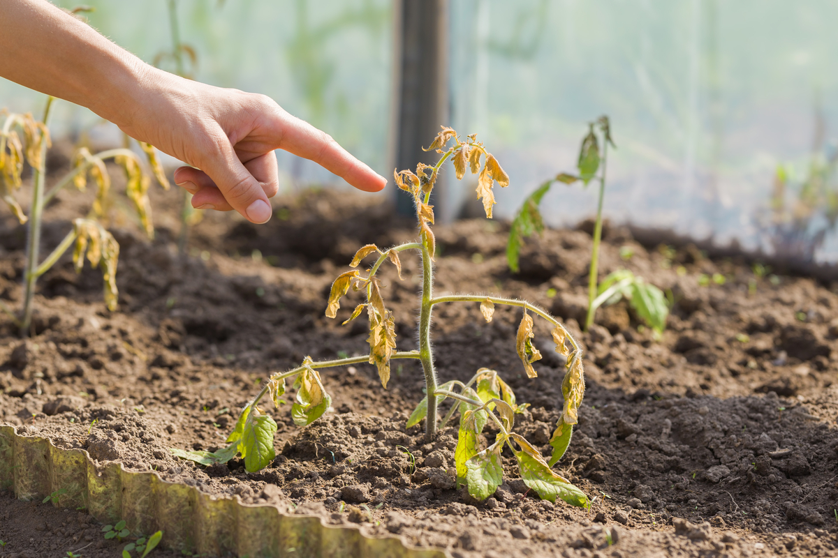 How to Tell If My Tomato Plant is Dying