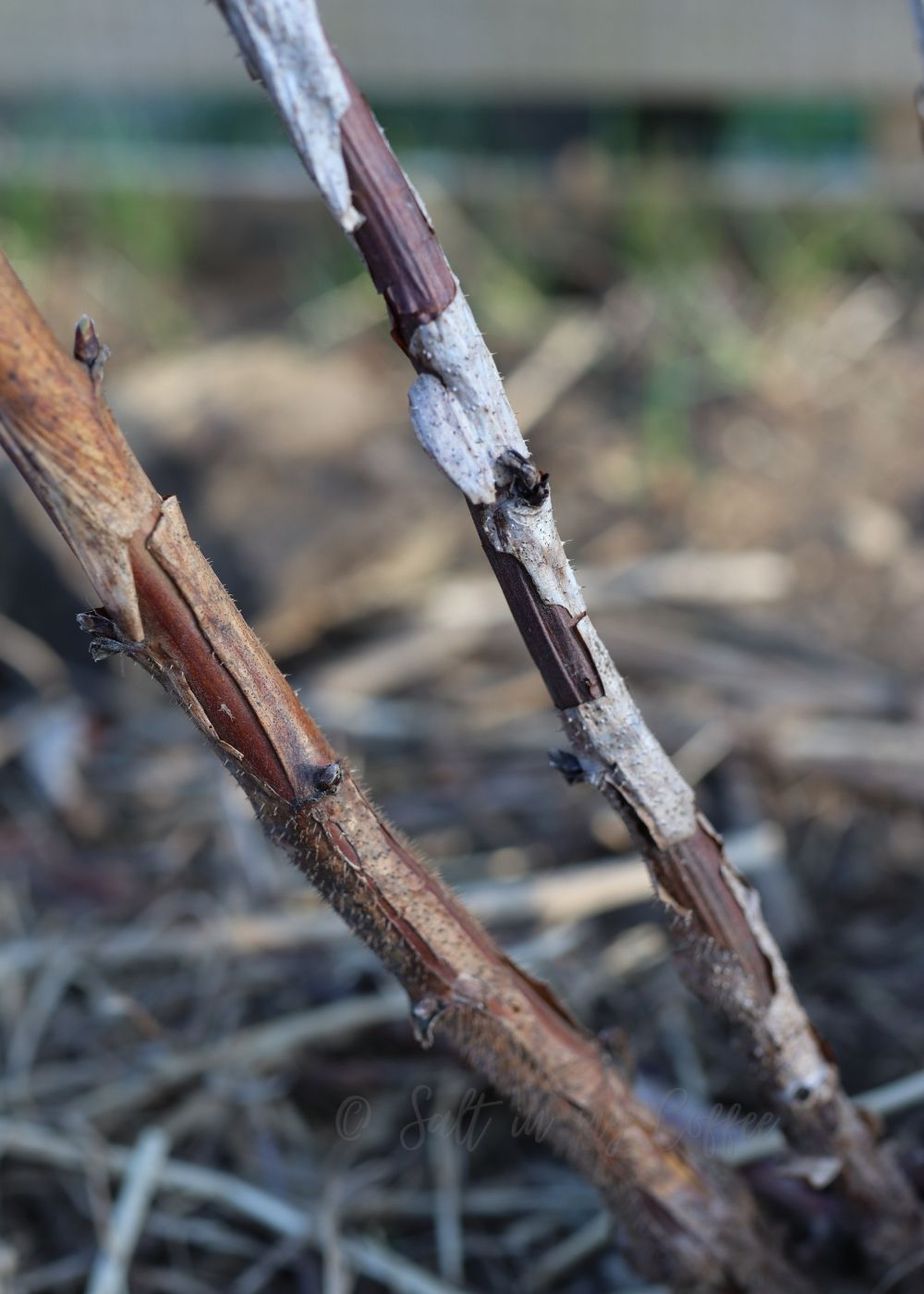 How to Tell If Raspberry Plant is Dead