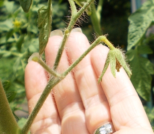 How to Tell If Tomato Flower is Pollinated