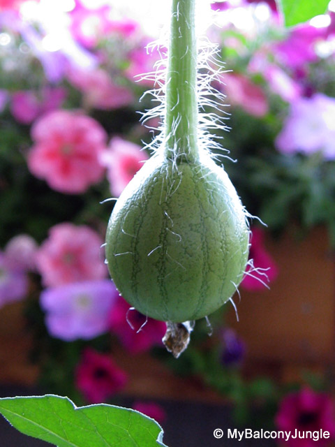 How to Tell If Watermelon is Pollinated