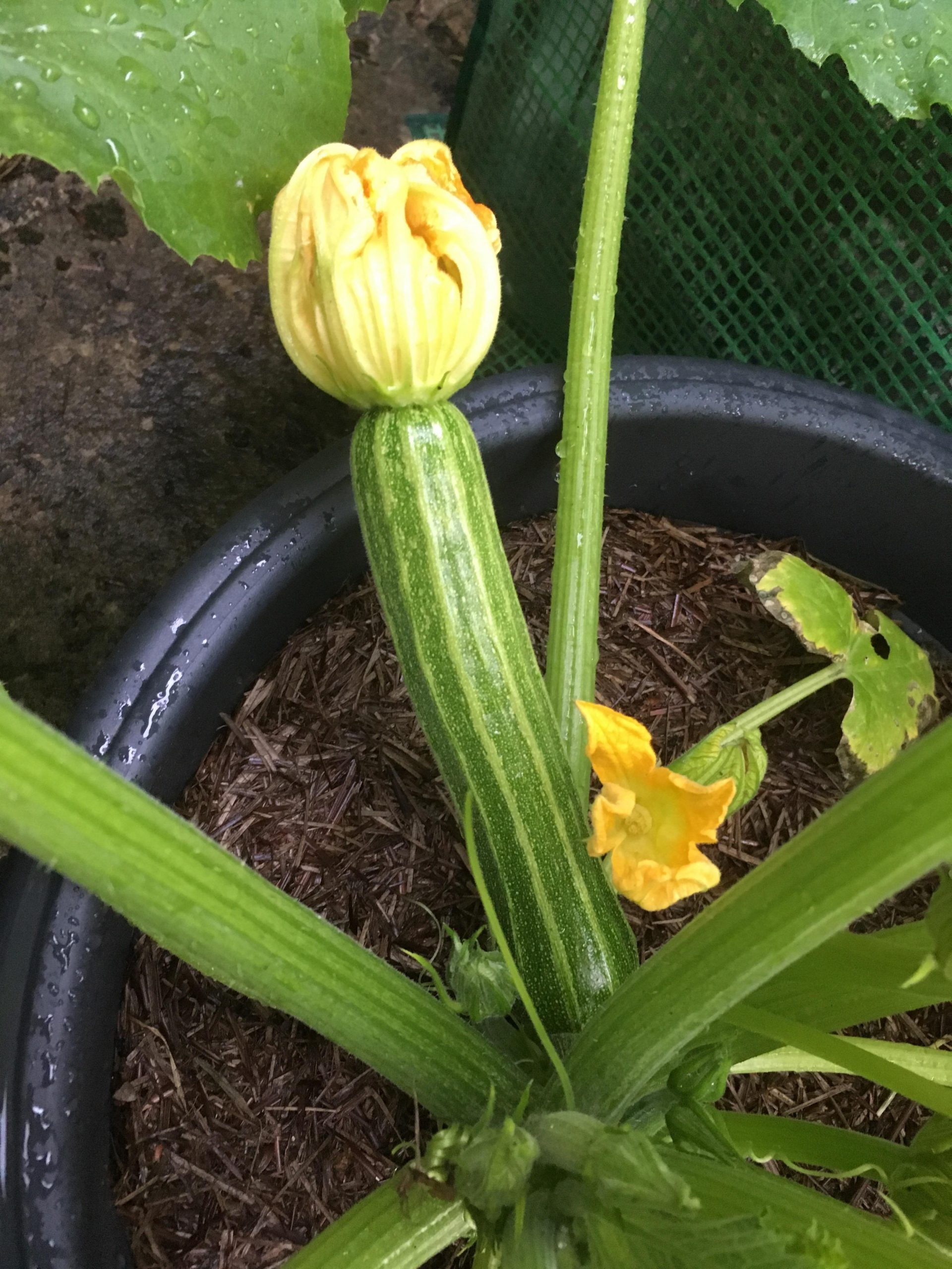 How to Tell If Zucchini is Pollinated